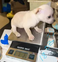 Male shorthair fawn chihuahua pup, a male Chihuahua for sale in Hopkins, MI – 3 of 5