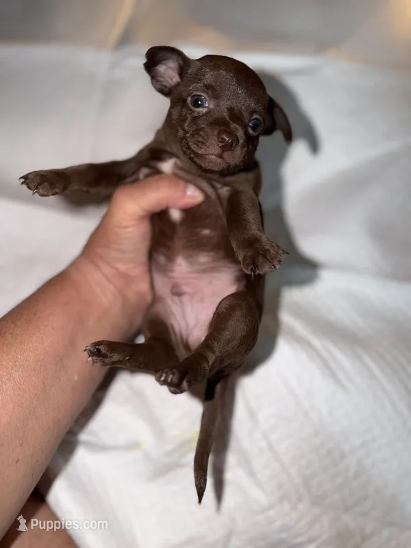 Male dark chocolate and white purebred chihuahua pup – Chihuahua puppy for sale in Hopkins, MI