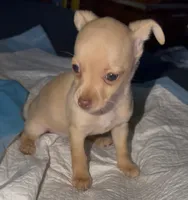 Kahlani's red female chihuahua pup READY NOW, a female Chihuahua for sale in Hopkins, MI – 2 of 10