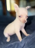 Kahlani's small loving female fawn chihuahua pup , a female Chihuahua for sale in Hopkins, MI – 5 of 9