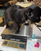longhaired black and white female chihuahua pup, a female Chihuahua for sale in Hopkins, MI – 3 of 8
