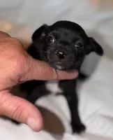 Shorthair black and white male chihuahua pup, a male Chihuahua for sale in Hopkins, MI – 2 of 7
