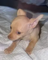 Kahlani's red female chihuahua pup READY NOW, a female Chihuahua for sale in Hopkins, MI – 6 of 10