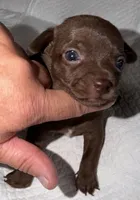 Male dark chocolate and white purebred chihuahua pup, a male Chihuahua for sale in Hopkins, MI – 6 of 7