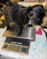 longhaired black and white female chihuahua pup, a female Chihuahua for sale in Hopkins, MI – 5 of 8