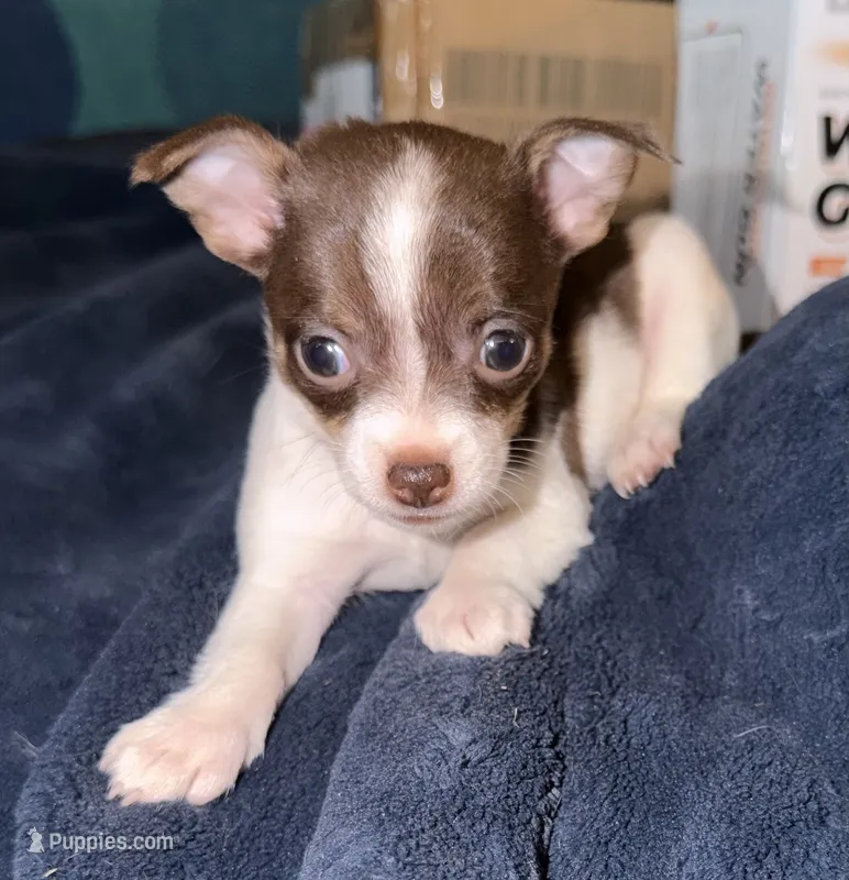 Female White, chocolate & tan chihuahua pup (thin blaze) – Chihuahua puppy for sale in Hopkins, MI