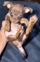 Male chocolate and brown chihuahua pup - READY NOW, a male Chihuahua for sale in Hopkins, MI – 3 of 5