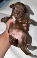 Male dark chocolate and white purebred chihuahua pup, a male Chihuahua for sale in Hopkins, MI – 2 of 7