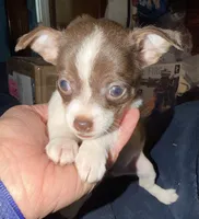 Female chihuahua pup (thin blaze) READY NOW, a female Chihuahua for sale in Hopkins, MI – 5 of 8