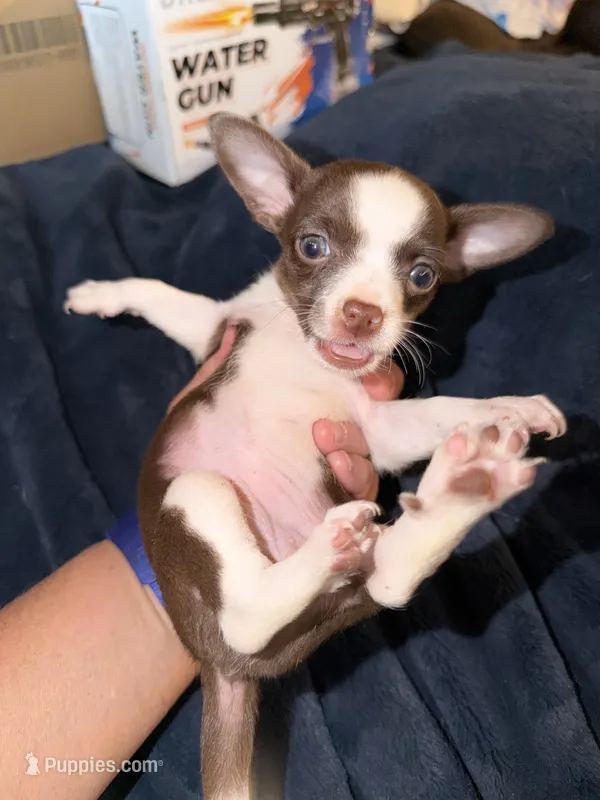 Female purebred chihuahua pup (wide blaze) – Chihuahua puppy for sale in Hopkins, MI