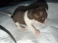Female purebred chihuahua pup (wide blaze), a female Chihuahua for sale in Hopkins, MI – 4 of 6