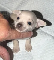Male shorthair fawn chihuahua pup, a male Chihuahua for sale in Hopkins, MI – 2 of 5