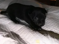 Shorthair black and white male chihuahua pup, a male Chihuahua for sale in Hopkins, MI – 7 of 7