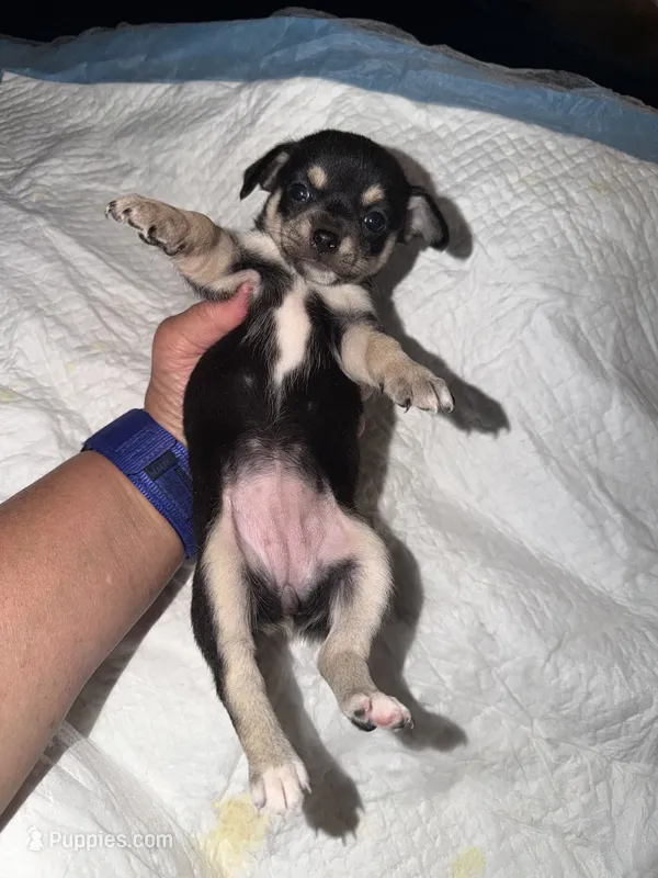 Shorthair black tri female chihuahua pup – Chihuahua puppy for sale in Hopkins, MI