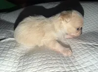 Longhair female fawn and white chihuahua pup, a female Chihuahua for sale in Hopkins, MI – 6 of 8