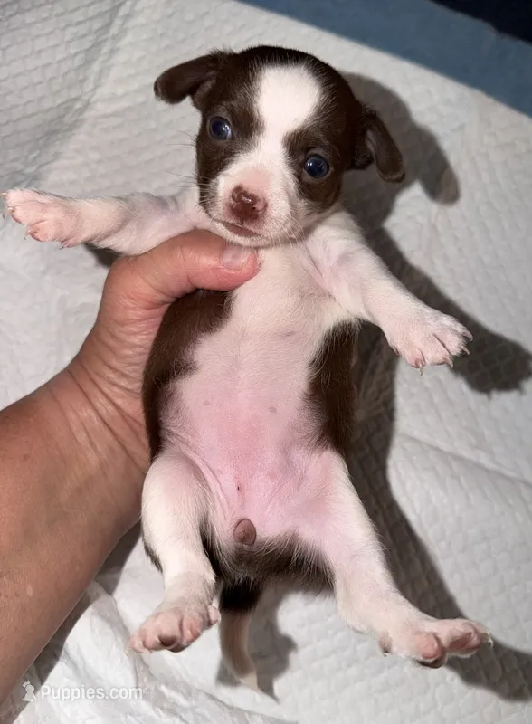 Female purebred chihuahua pup (wide blaze) – Chihuahua puppy for sale in Hopkins, MI