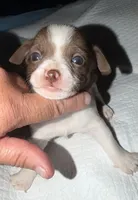 Male chihuahua pup - white chocolate and brown, a male Chihuahua for sale in Hopkins, MI – 4 of 5