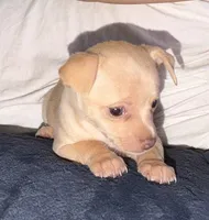 Kahlani's red female chihuahua pup, a female Chihuahua for sale in Hopkins, MI – 2 of 5