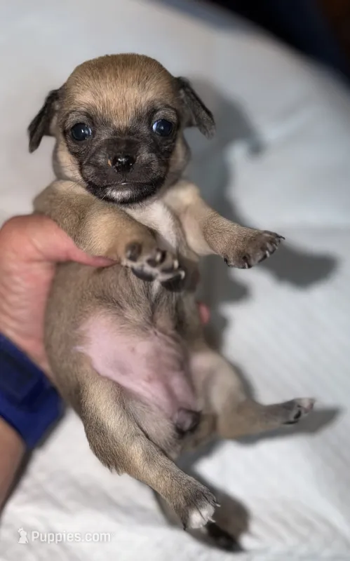 sable and white female chihuahua pup – Chihuahua puppy on hold in Hopkins, MI