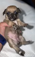 sable and white female chihuahua pup, a female Chihuahua for sale in Hopkins, MI – 1 of 7