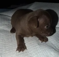 Male dark chocolate and white purebred chihuahua pup, a male Chihuahua for sale in Hopkins, MI – 3 of 7