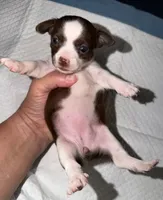 Female purebred chihuahua pup (wide blaze), a female Chihuahua for sale in Hopkins, MI – 3 of 6