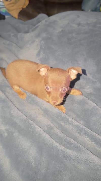 Male chocolate and brown chihuahua pup - READY NOW, a male Chihuahua for sale in Hopkins, MI – 5 of 5