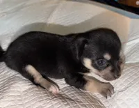 Shorthair black tri female chihuahua pup, a female Chihuahua for sale in Hopkins, MI – 3 of 6