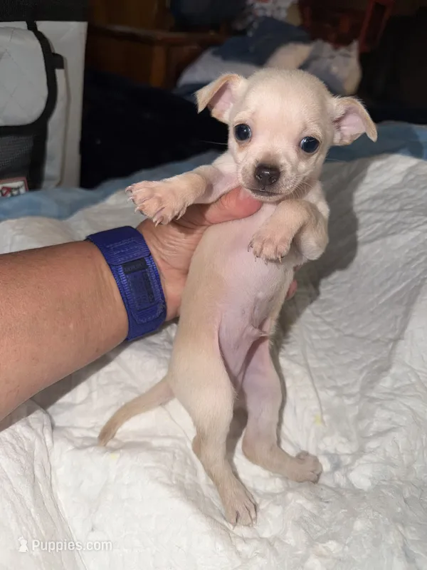 Male shorthair fawn chihuahua pup  – Chihuahua puppy on hold in Hopkins, MI