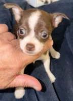 Female chihuahua pup (thin blaze) READY NOW, a female Chihuahua for sale in Hopkins, MI – 7 of 8