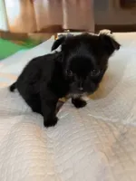 longhaired black and white female chihuahua pup, a female Chihuahua for sale in Hopkins, MI – 7 of 8