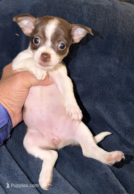 Female White, chocolate & tan chihuahua pup (thin blaze) – Chihuahua puppy for sale in Hopkins, MI