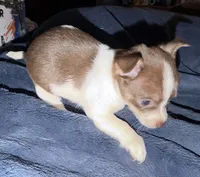 Female chihuahua pup (thin blaze) READY NOW, a female Chihuahua for sale in Hopkins, MI – 8 of 8