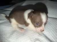Male chihuahua pup - white chocolate and brown, a male Chihuahua for sale in Hopkins, MI – 3 of 5