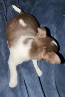 Female chihuahua pup (thin blaze) READY NOW, a female Chihuahua for sale in Hopkins, MI – 4 of 8