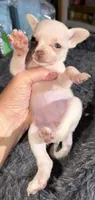 Kahlani's small loving female fawn chihuahua pup , a female Chihuahua for sale in Hopkins, MI – 4 of 9