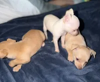 Kahlani's small loving female fawn chihuahua pup , a female Chihuahua for sale in Hopkins, MI – 8 of 9