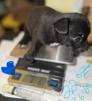 Shorthair black and white male chihuahua pup, a male Chihuahua for sale in Hopkins, MI – 3 of 7