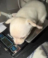 Fawn female chihuahua pup, a female Chihuahua for sale in Benton Harbor, MI – Photo 4 of 8