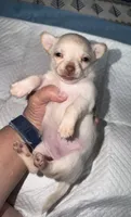 Fawn female chihuahua pup, a female Chihuahua for sale in Benton Harbor, MI – Photo 1 of 8