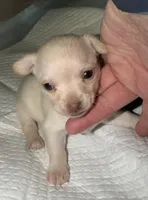 Fawn female chihuahua pup, a female Chihuahua for sale in Benton Harbor, MI – Photo 2 of 8