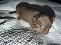 Male purebred chihuahua pup chocolate and brown, a male Chihuahua for sale in Hopkins, MI – 5 of 7