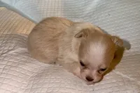 Longhair female fawn and white chihuahua pup, a female Chihuahua for sale in Hopkins, MI – 4 of 8