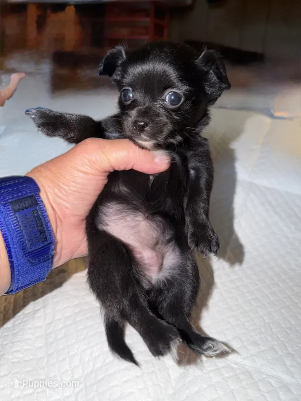 longhaired black and white female chihuahua pup – Chihuahua puppy for sale in Hopkins, MI