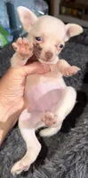 Kahlani's small loving female fawn chihuahua pup , a female Chihuahua for sale in Hopkins, MI – 9 of 9