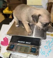 sable and white female chihuahua pup, a female Chihuahua for sale in Hopkins, MI – 7 of 7
