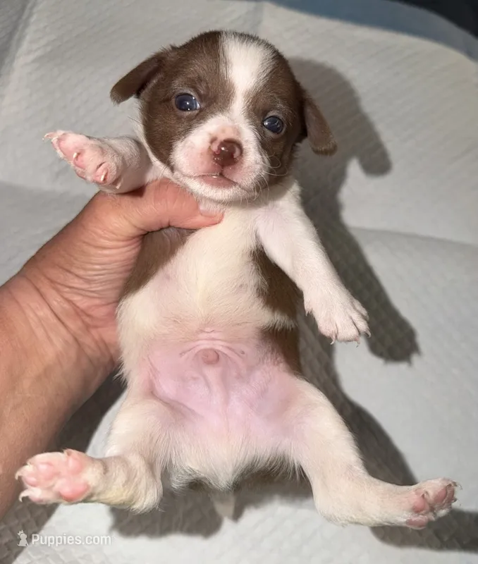 Male chihuahua pup - white chocolate and brown – Chihuahua puppy for sale in Hopkins, MI