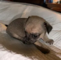 sable and white female chihuahua pup, a female Chihuahua for sale in Hopkins, MI – 4 of 7