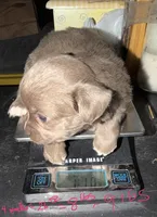 Longhaired female blue fawn w/ white chihuahua pup, a female Chihuahua for sale in Hopkins, MI – Photo 2 of 9