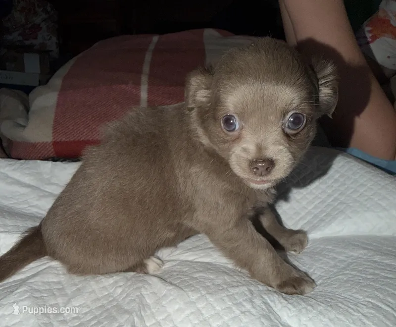 Longhaired female blue fawn w/ white chihuahua pup – Chihuahua puppy for sale in Hopkins, MI